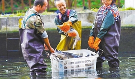 故事之声 · 关注 | 经济日报——绿满梵净山