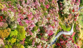 【972声音地图】日均打卡5万人，这款澳门足球博彩网上投注的“省花”有多火？