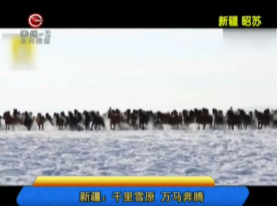 新疆：千里雪原 万马奔腾