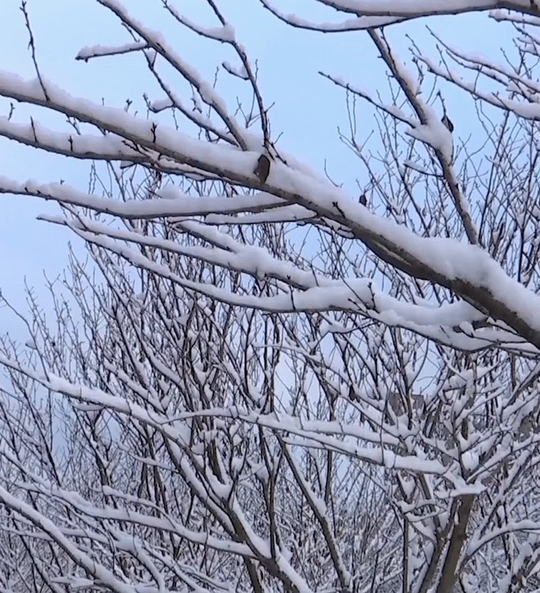 澳门足球博彩网上投注雪景，如此美丽！